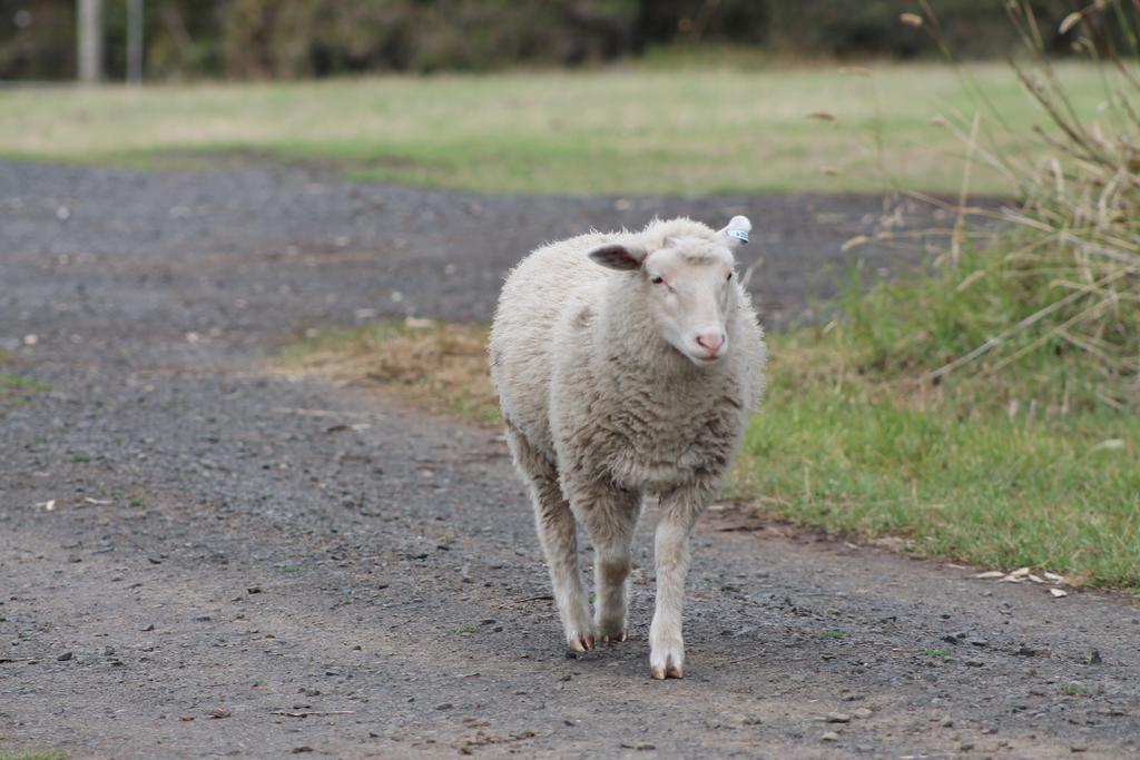 Bimbadeen Phillip Island Farm Retreats Ventnor 외부 사진